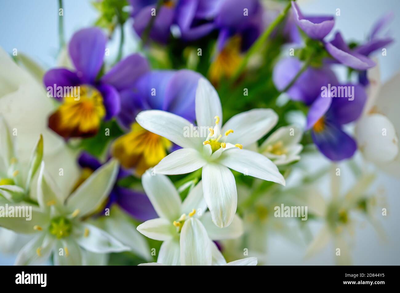 bouquet de petites fleurs d'oignon blanc sauvage et pansies violettes dans un vase. Gros plan, mise au point sélective Banque D'Images