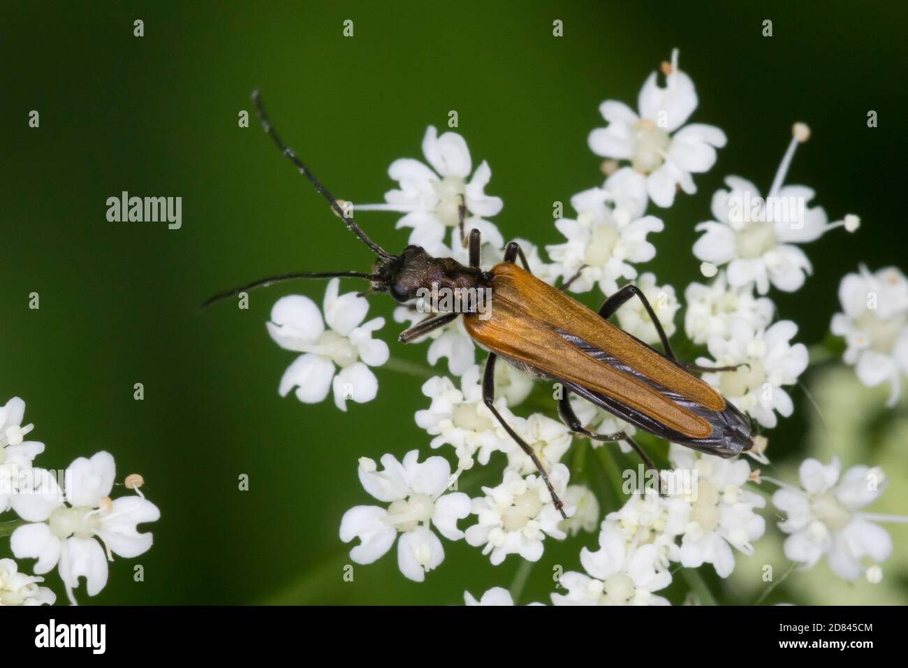 Gemeiner Scheinbockkäfer, Gemeiner Schenkelkäfer, Scheinbockkäfer, Schenkelkäfer, Blütenbesuch, Oedemera femorata, Oedemeridae, Scheinböcke, pollen-fe Banque D'Images