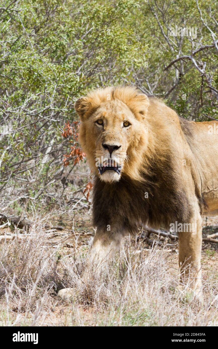 Portrait en gros plan d'un lion mâle adulte avec une belle manne sombre dans le parc national Kruger, Afrique du Sud Banque D'Images