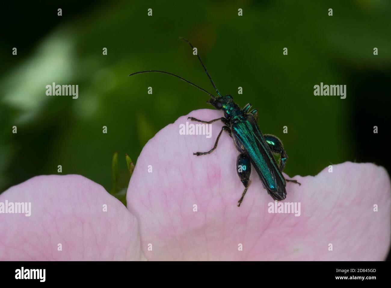 Grüner Scheinbockkäfer, Blaugrüner Schenkelkäfer, Scheinbockkäfer, Schenkelkäfer, Männchen, Oedemera nobilis, False Oil Beetle, Thick-legged Flower be Banque D'Images