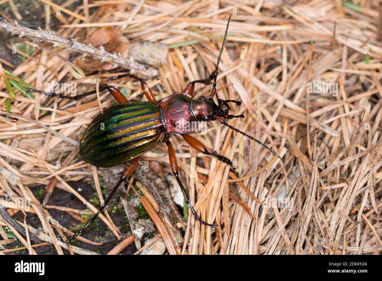 Golgglänzender Laufkäfer, Carabus auronitens, scarabée doré, le carabe à reflet cuivré, le carabe à reflects d'Or Banque D'Images