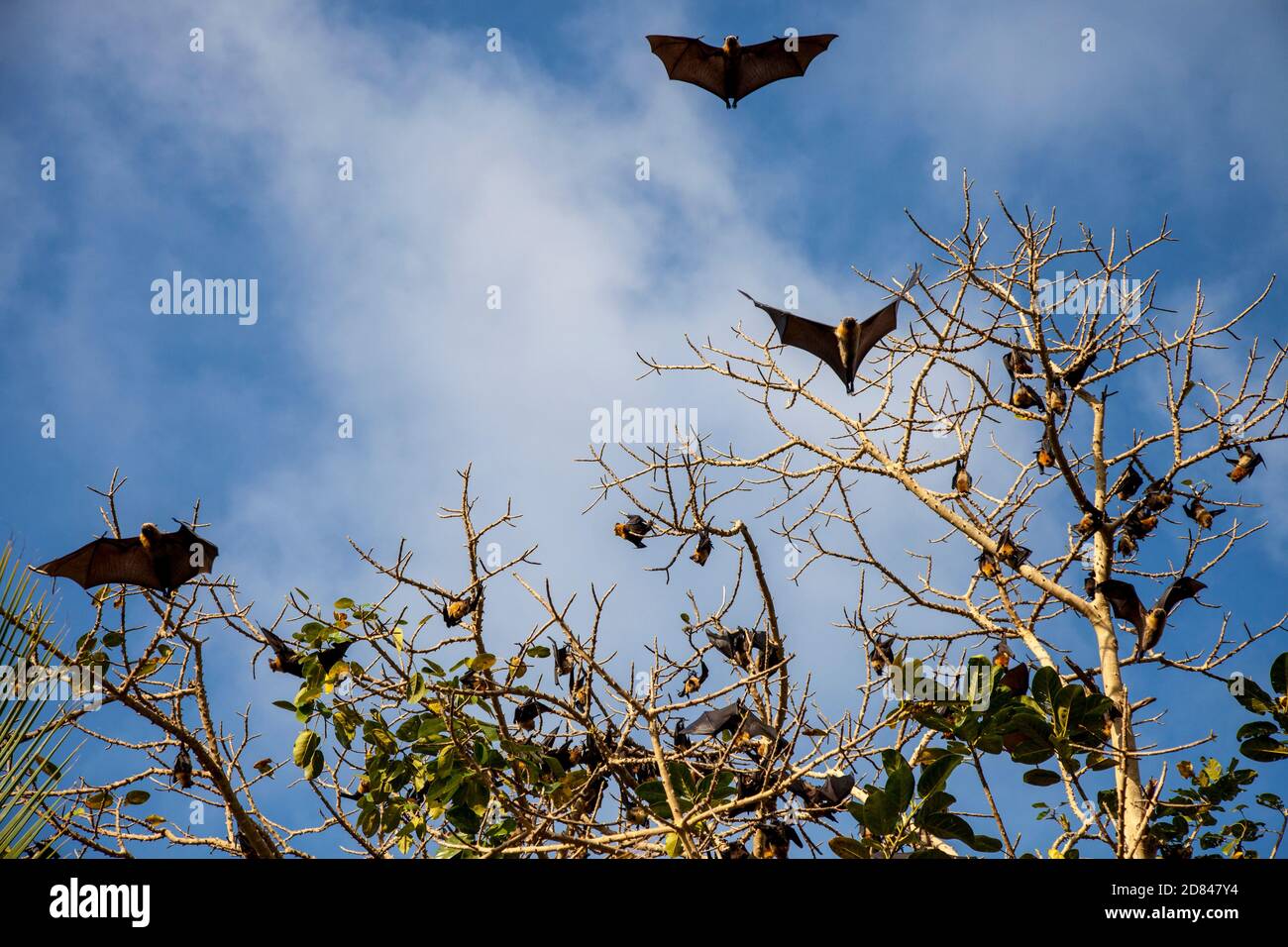 Grandes chauves-souris sur l'île de Mafia, en Tanzanie Banque D'Images