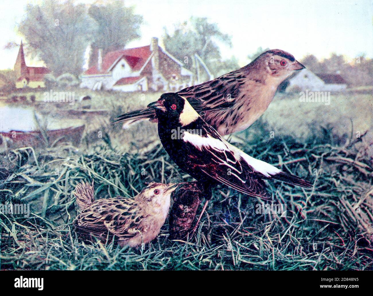 Les bobolinks mâles, femelles et chiches (Dolichonyx oryzivorus) est un petit oiseau noir du Nouveau monde et le seul membre du genre Dolichonyx. De Birds : illustré par la photographie en couleur : une série mensuelle. Connaissance de Bird-LIFE vol 1 No 3 Mars 1897 Banque D'Images