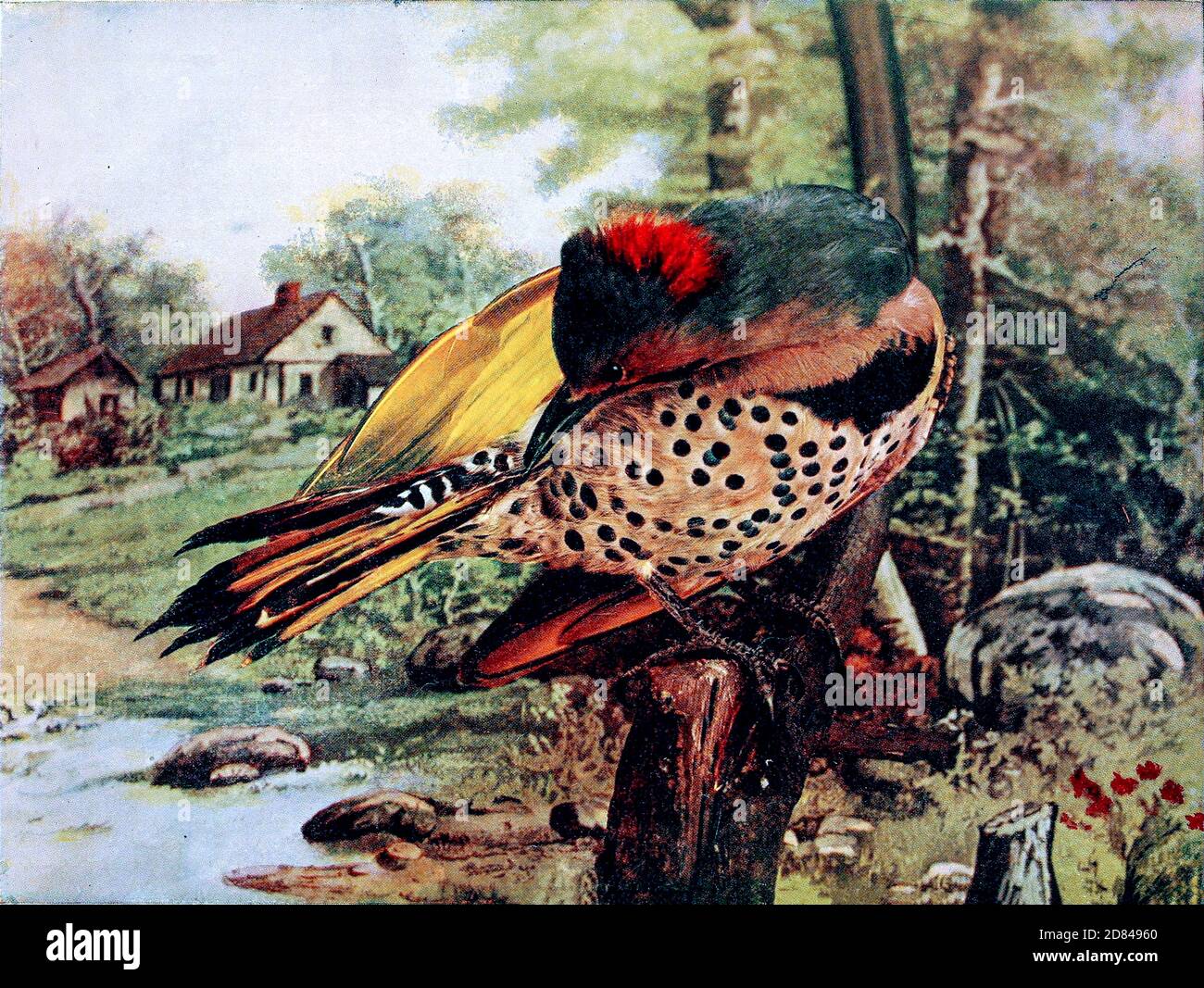 Le papillotement du nord (Colaptes auratus) ou papillotement commun est un oiseau de taille moyenne de la famille des papillotes. Il est originaire de la plupart des régions de l'Amérique du Nord, de certaines régions de l'Amérique centrale, de Cuba et des îles Caïmanes, et est l'une des rares espèces de pics à migrer. De Birds : illustré par la photographie en couleur : une série mensuelle. Connaissance de Bird-LIFE vol 1 No 3 Mars 1897 Banque D'Images