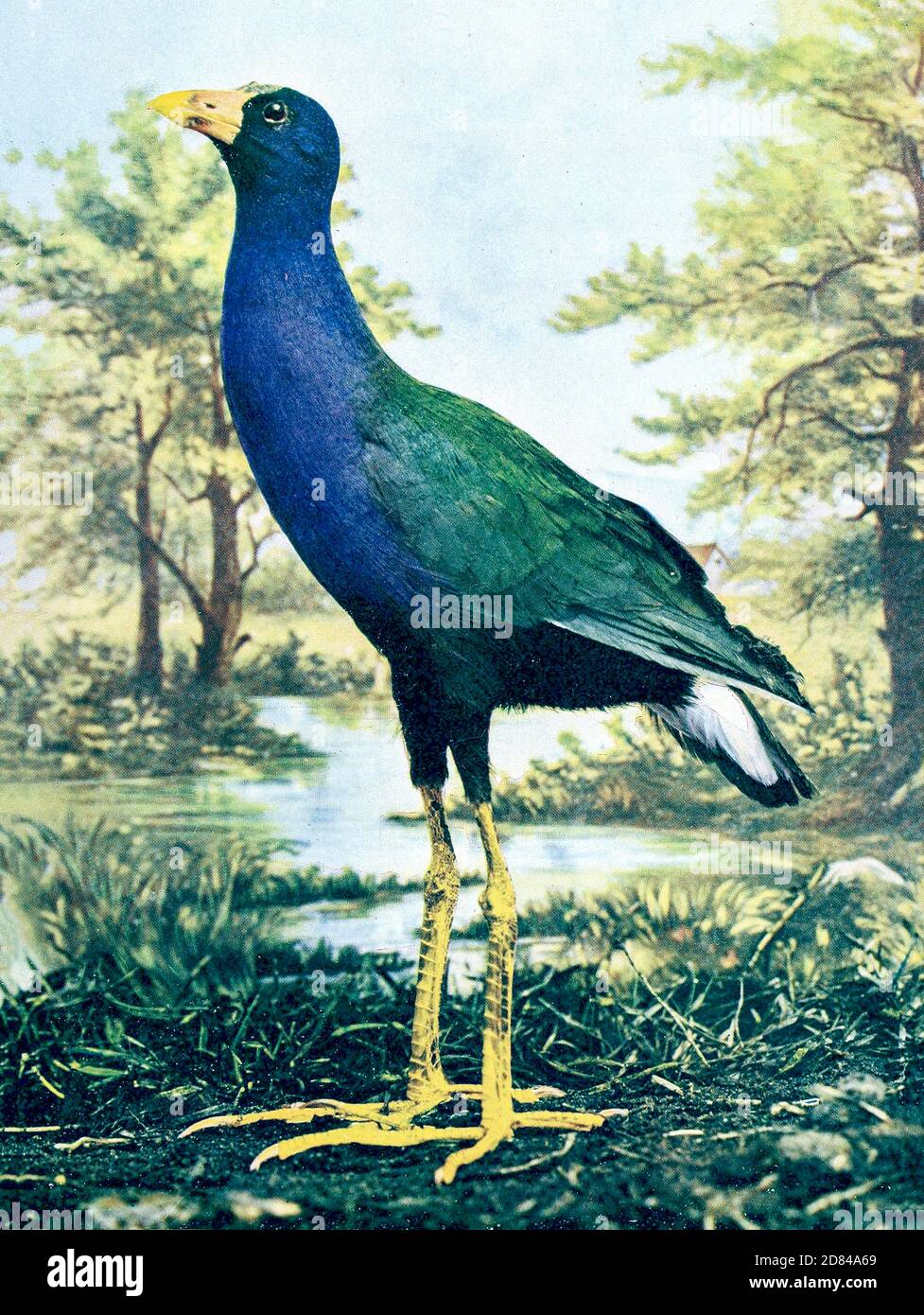 Le gallinule pourpre (Porphyrio martinicus [ici Ionornis martinica]) est un marécageux du genre Porphyrio. Il est dans l'ordre des Gruiformes, c'est-à-dire «grue-comme», un ordre qui contient également des grues, des rails, et des crakes. Le gallinule pourpre est une espèce de rail, le plaçant dans la famille des Rallidae. Il est également connu localement sous le nom de gallinule à pattes jaunes. De Birds : illustré par la photographie en couleur : une série mensuelle. Connaissance de Bird-LIFE vol 1 No 4 avril 1897 Banque D'Images