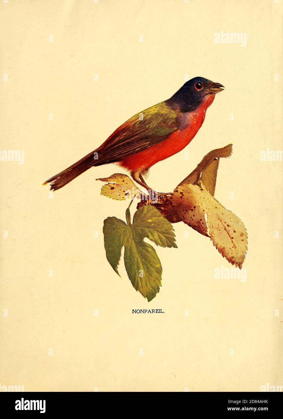 Nonpareil oiseau à capuchon rouge et noir d'oiseaux : illustré par la photographie en couleur : une série mensuelle. Connaissance de Bird-LIFE vol 1 No 1 janvier 1897 Banque D'Images