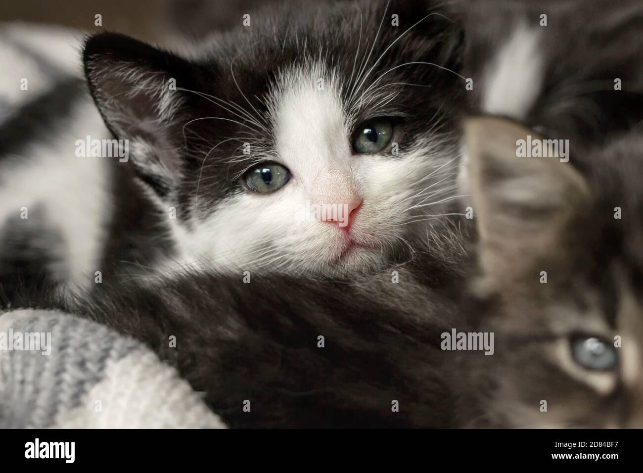 gros plan d'une portée de chatons de tuxedo mignons Banque D'Images