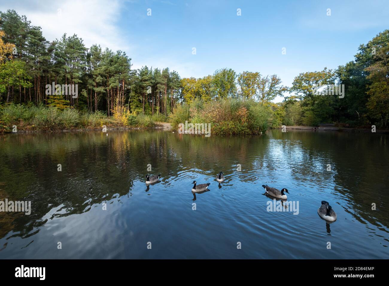 Vue sur l'étang du parc national Lightwater à Surrey, au Royaume-Uni, en automne Banque D'Images