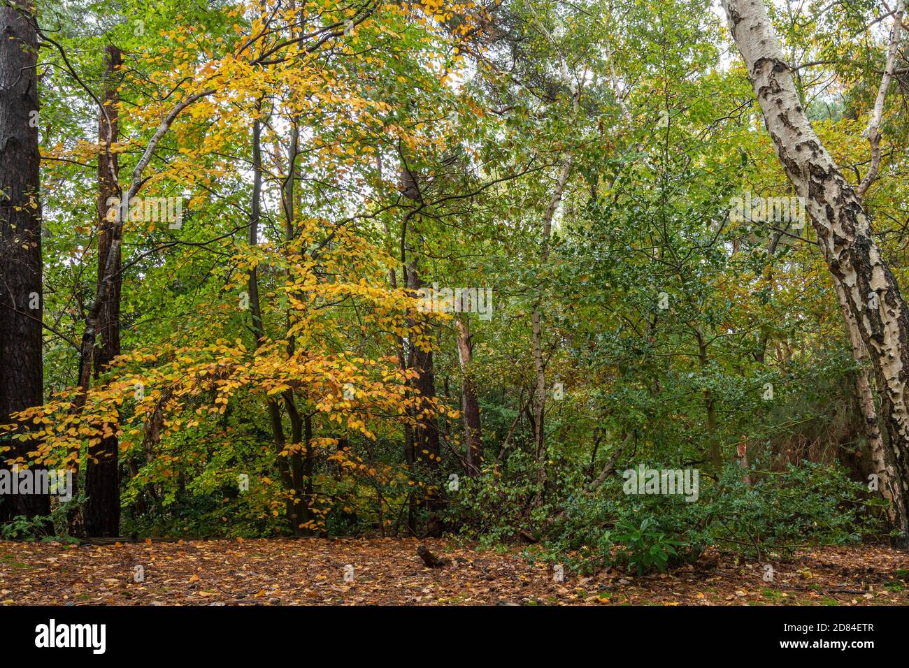 Lightwater Country Park à Surrey, au Royaume-Uni, à l'automne Banque D'Images