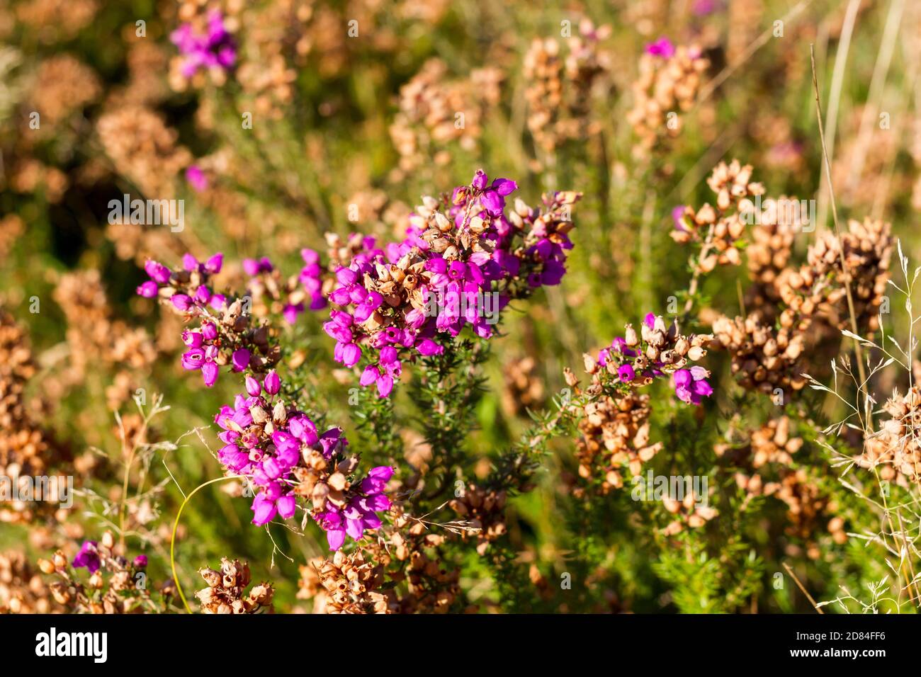 Erica cinerea, cloche à l'automne, Dorset, Royaume-Uni Banque D'Images