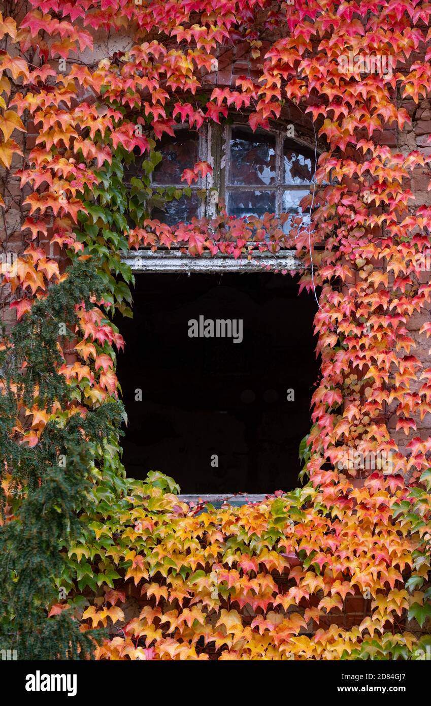 woodbine de raisin coloré à un mur d'un ancien abandonné maison Banque D'Images