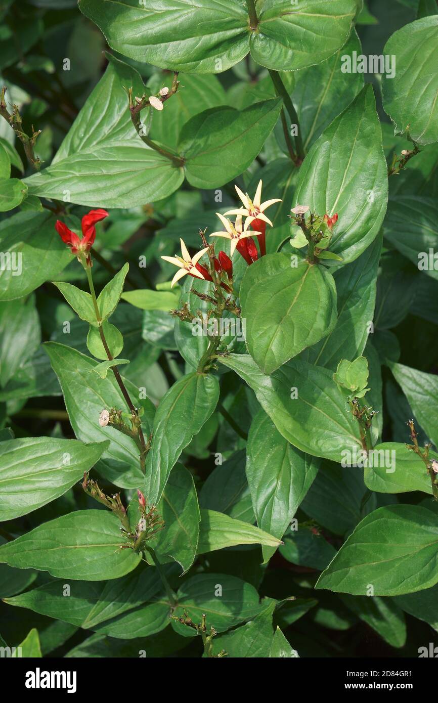 Rose indien (Spigelia marilandica). Appelé aussi pinkroot des bois Banque D'Images