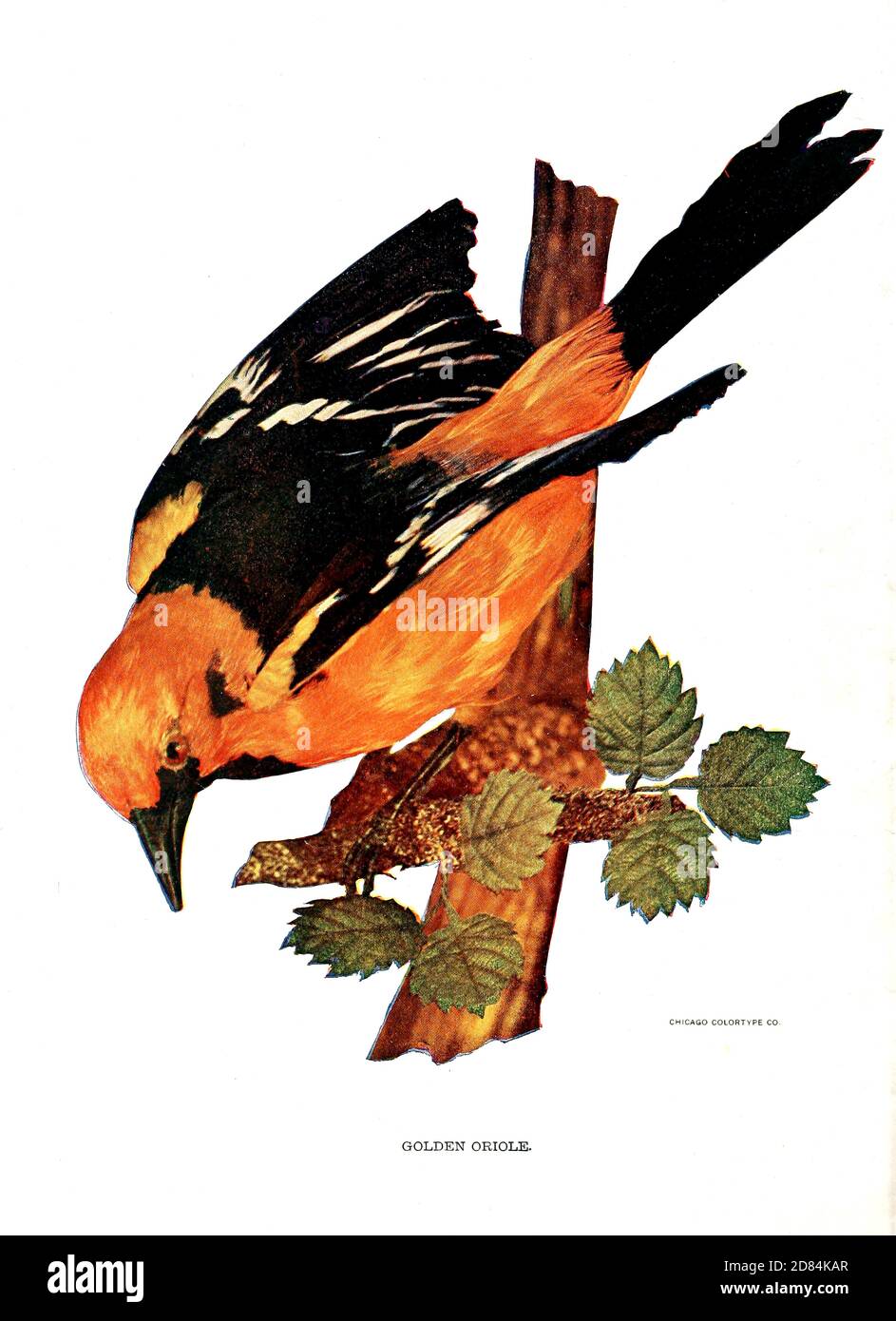 Oriole dorée eurasienne mâle (Oriolus oriolus) ou simplement oriole dorée, oiseaux : illustrés par photographie en couleur : une série mensuelle. Connaissance de Bird-LIFE vol 1 No 1 janvier 1897 Banque D'Images