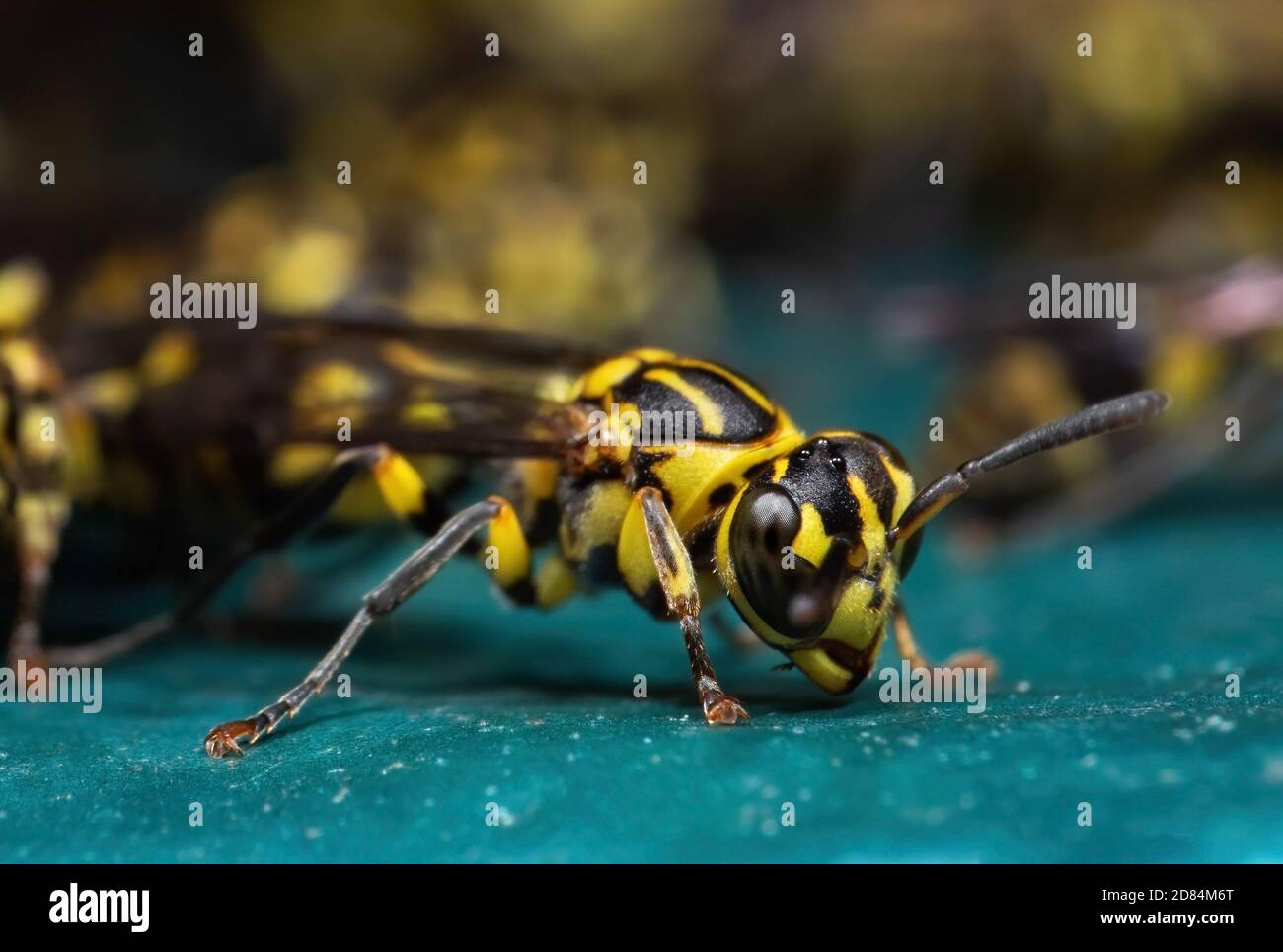 La macro photographie de guêpe sur marbre Turquoise Banque D'Images