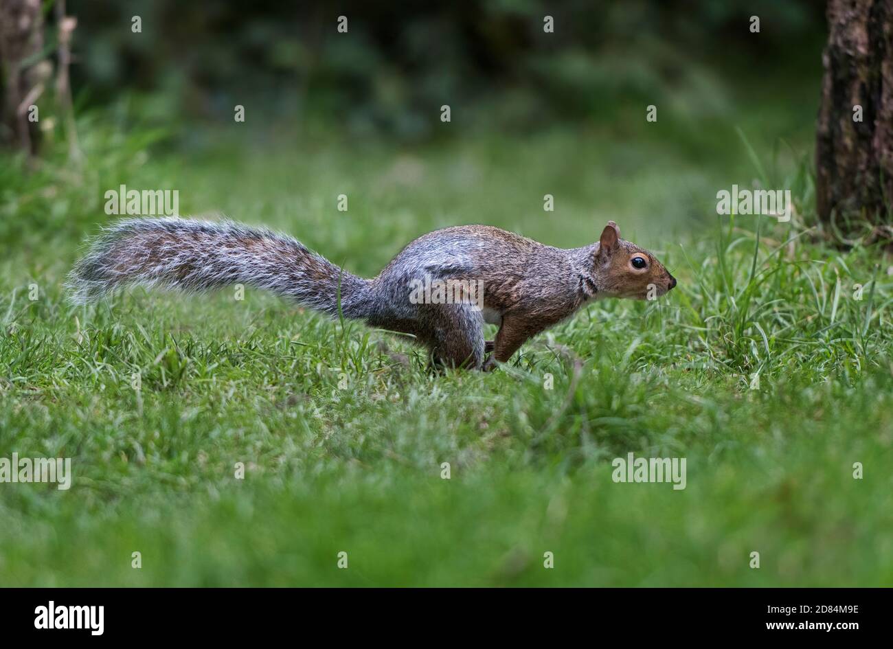 Écureuil gris de l'est, Sciurus carolinensis, courant à travers l'herbe, Lancashire, Royaume-Uni Banque D'Images