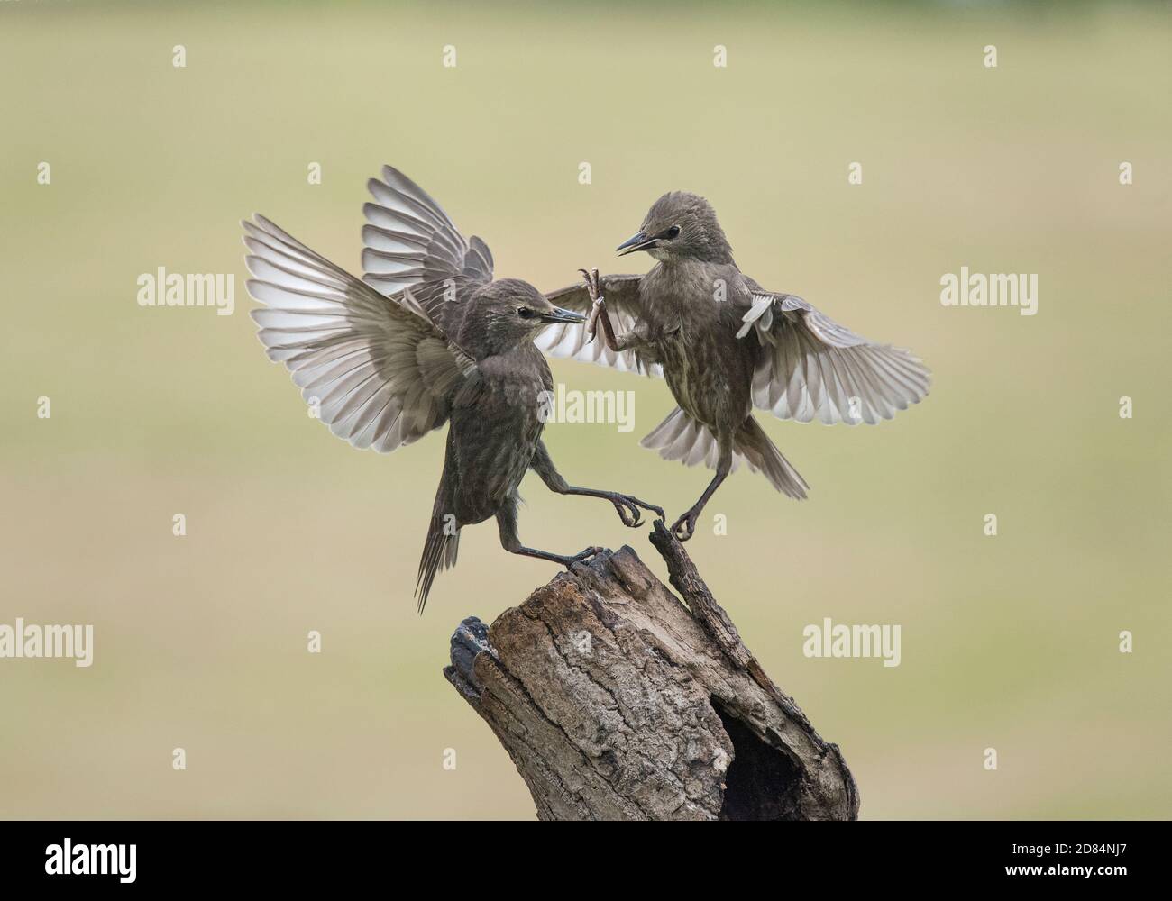 Deux jeunes, les Étourneaux Sturnus vulgaris, de se quereller, Lancashire, UK Banque D'Images