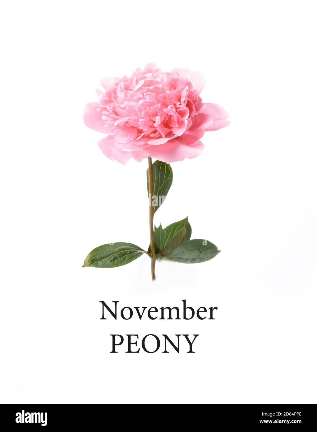 Pivoine, fleur de naissance de novembre. Naissance mois rose pivoine fleur  photo. Collier de fleurs d'anniversaire Photo Stock - Alamy