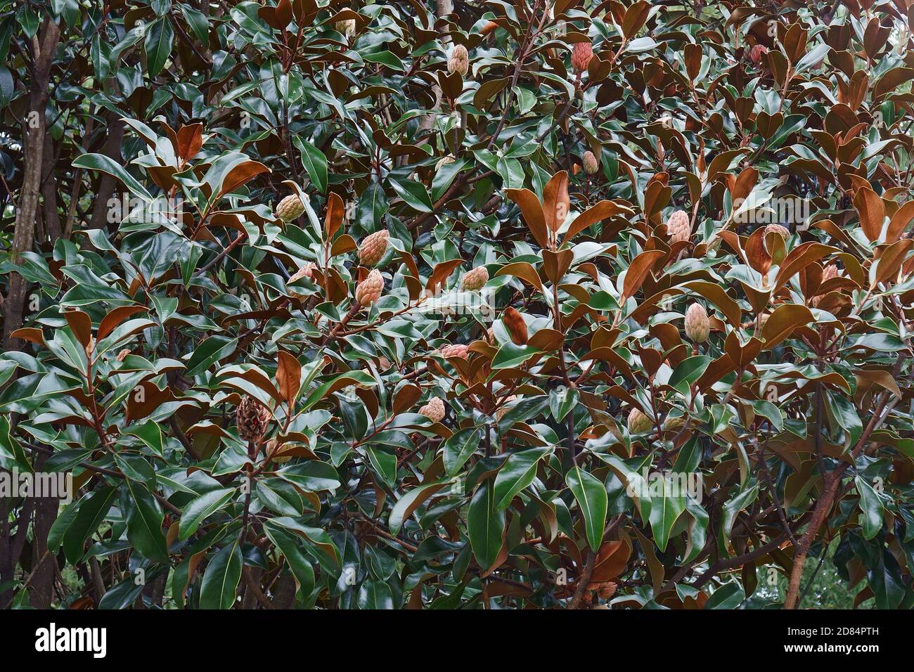 Magnolia du sud (Magnolia grandiflora). Evegreen Magnolia, Bull Bay, Bullbay Magnolia, Laurel Magnolia et loblolly Magnolia également. Arborescence d'état Banque D'Images