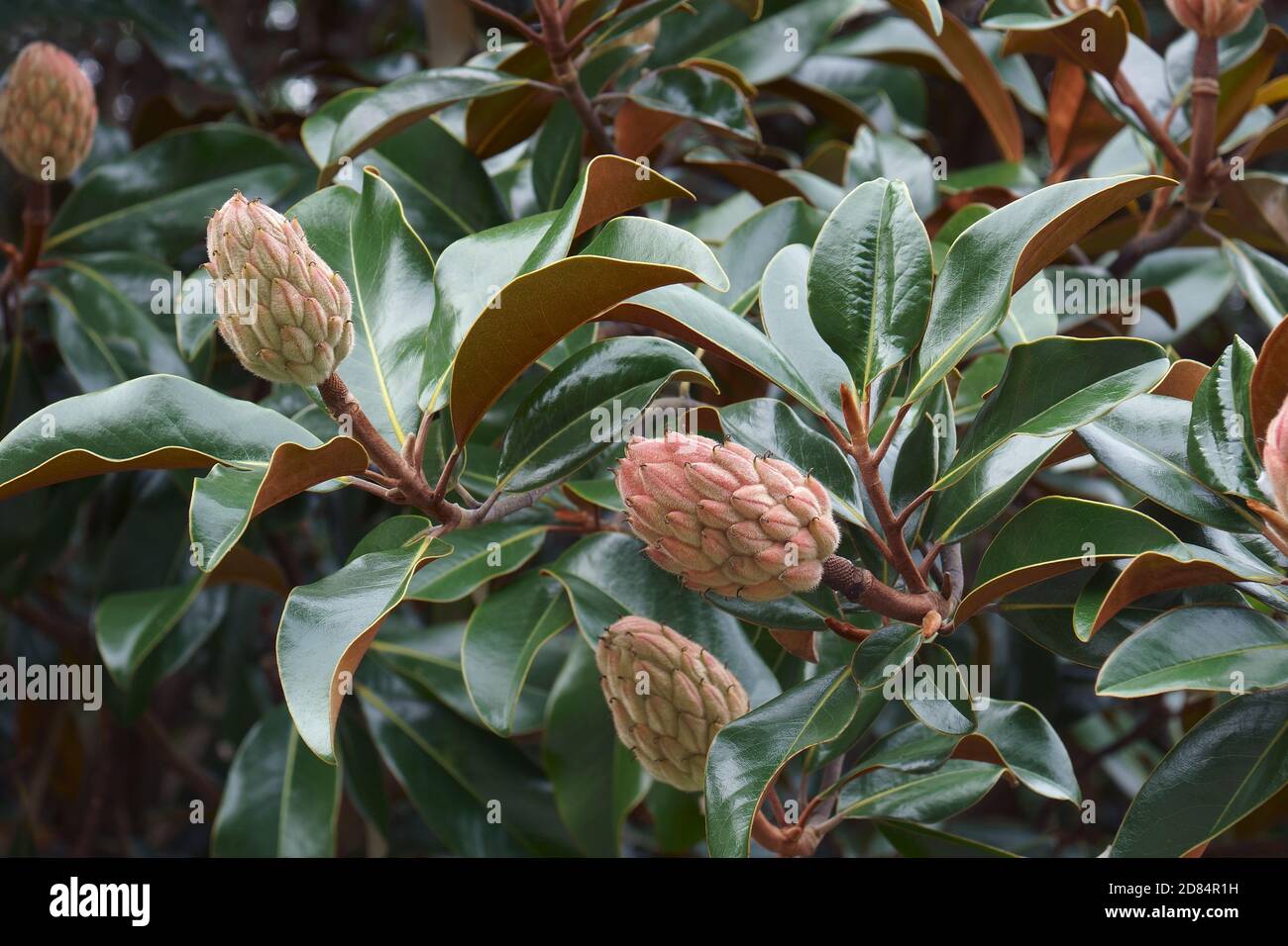 Magnolia du sud (Magnolia grandiflora). Evegreen Magnolia, Bull Bay, Bullbay Magnolia, Laurel Magnolia et loblolly Magnolia également. Arborescence d'état Banque D'Images