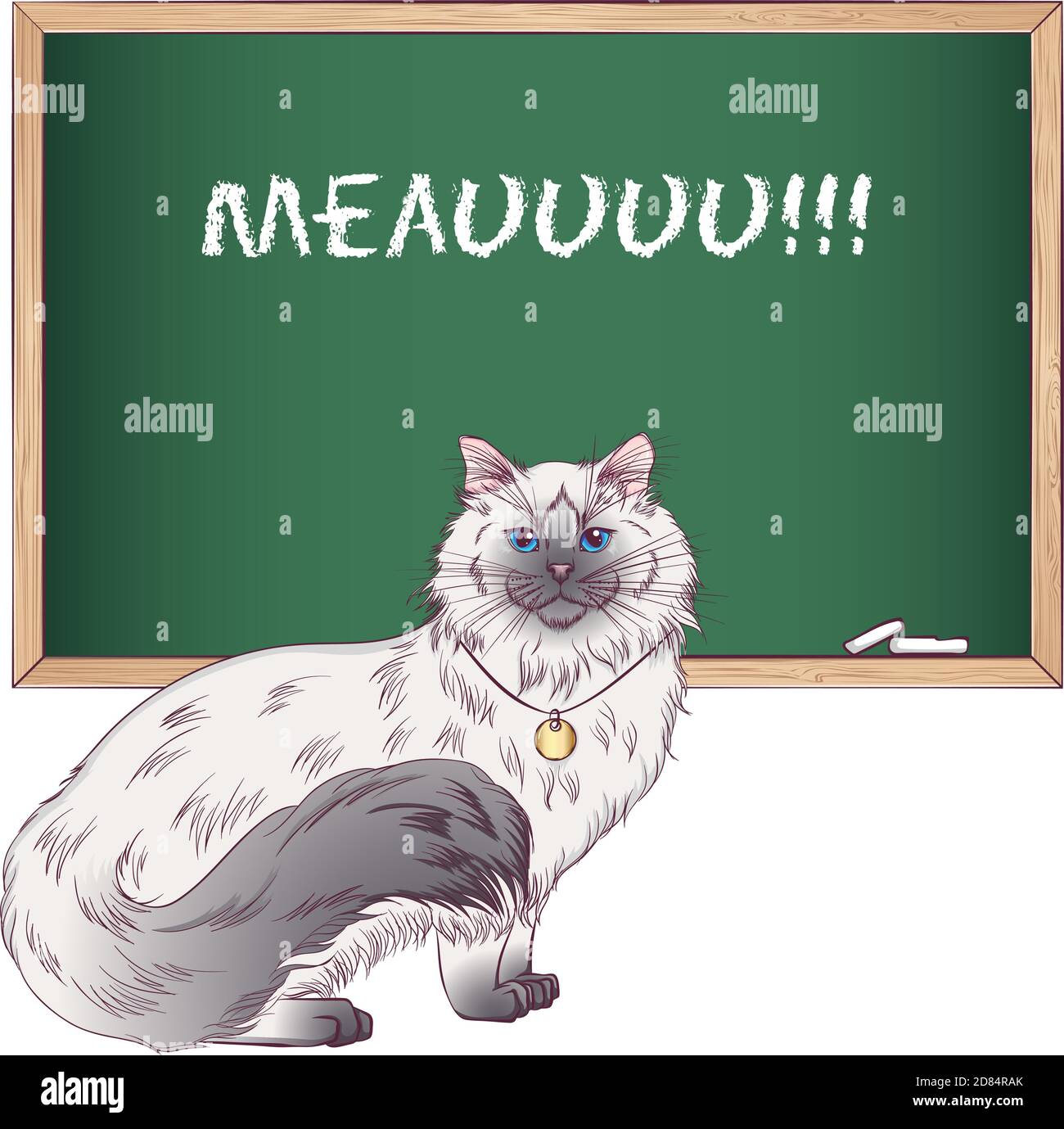 Race De Ragdoll De Chat Molletonne Debout Illustration Vectorielle Avec Un Chat Pres Du Tableau De Craie Style Dessine A La Main Isole Sur Fond Blanc Placer Pour Le Texte Image Vectorielle