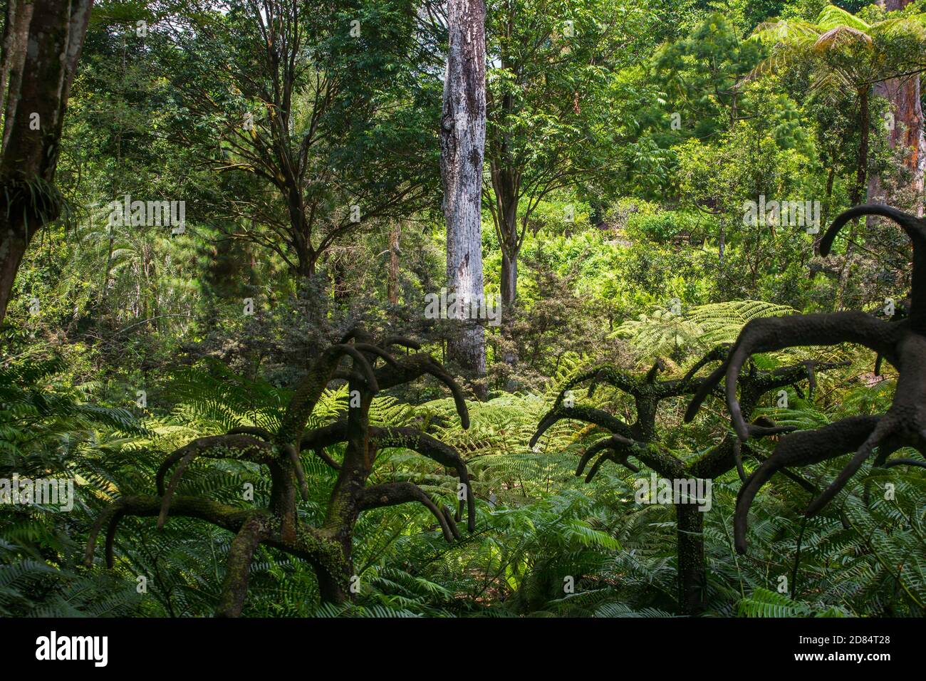 Promenade pittoresque et éducative à l'Evolution Garden dans les locaux du jardin botanique de Singapour. L'homme doit faire l'effort de prendre soin de la forêt. Banque D'Images
