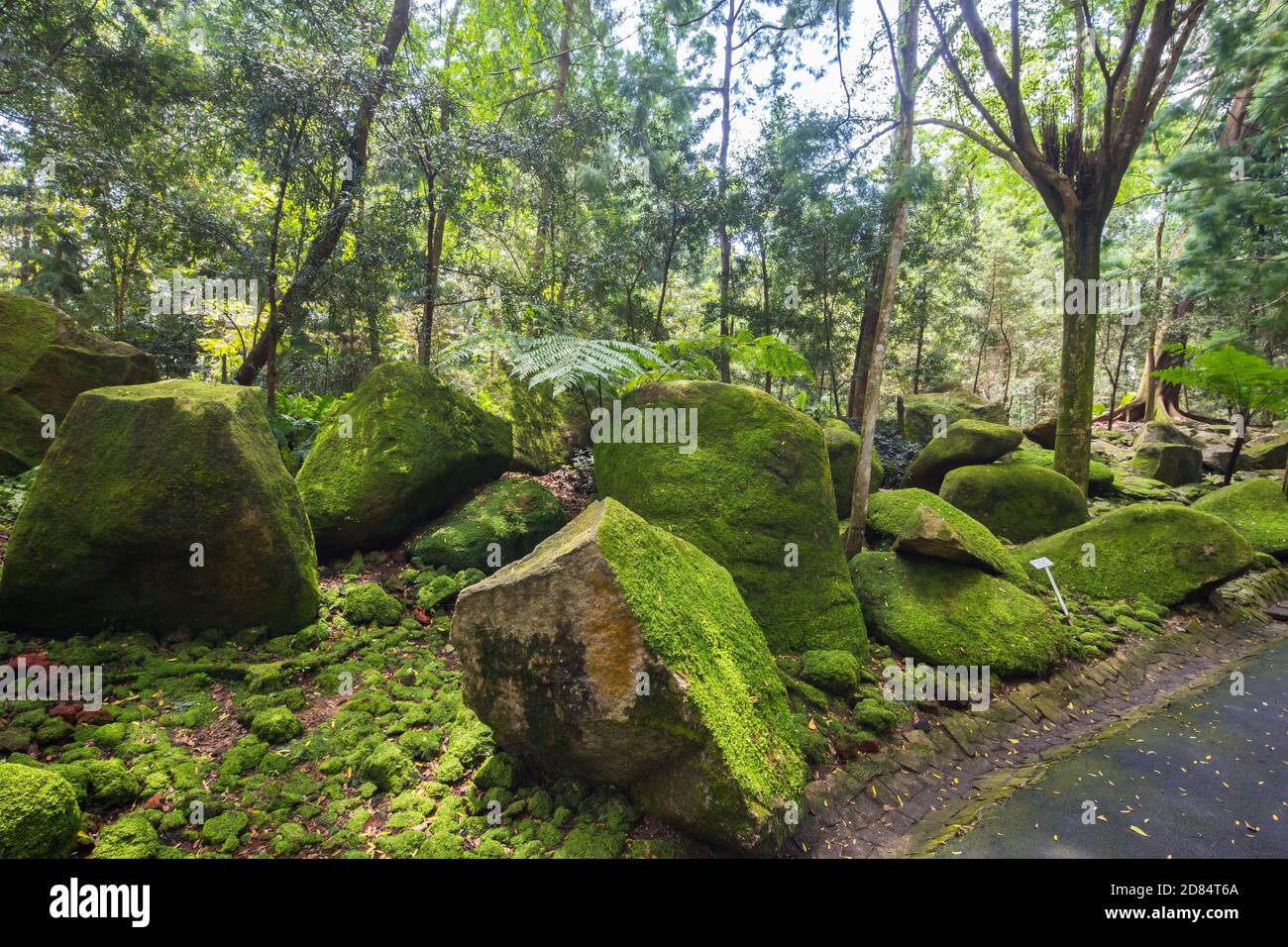 La mousse pousse sur les rochers et les rochers. Une promenade pittoresque et éducative à l'Evolution Garden dans les locaux des jardins botaniques de Singapour. Banque D'Images