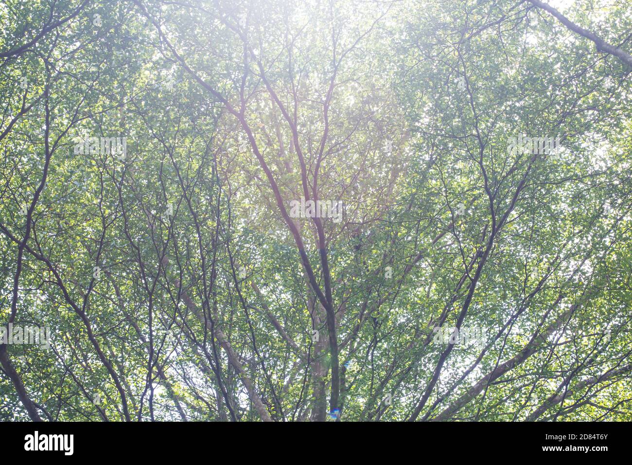 Une vue cinématographique du paysage de la canopée des arbres pendant le soleil de l'après-midi qui s'évanouit lorsque vous levez les yeux. Banque D'Images