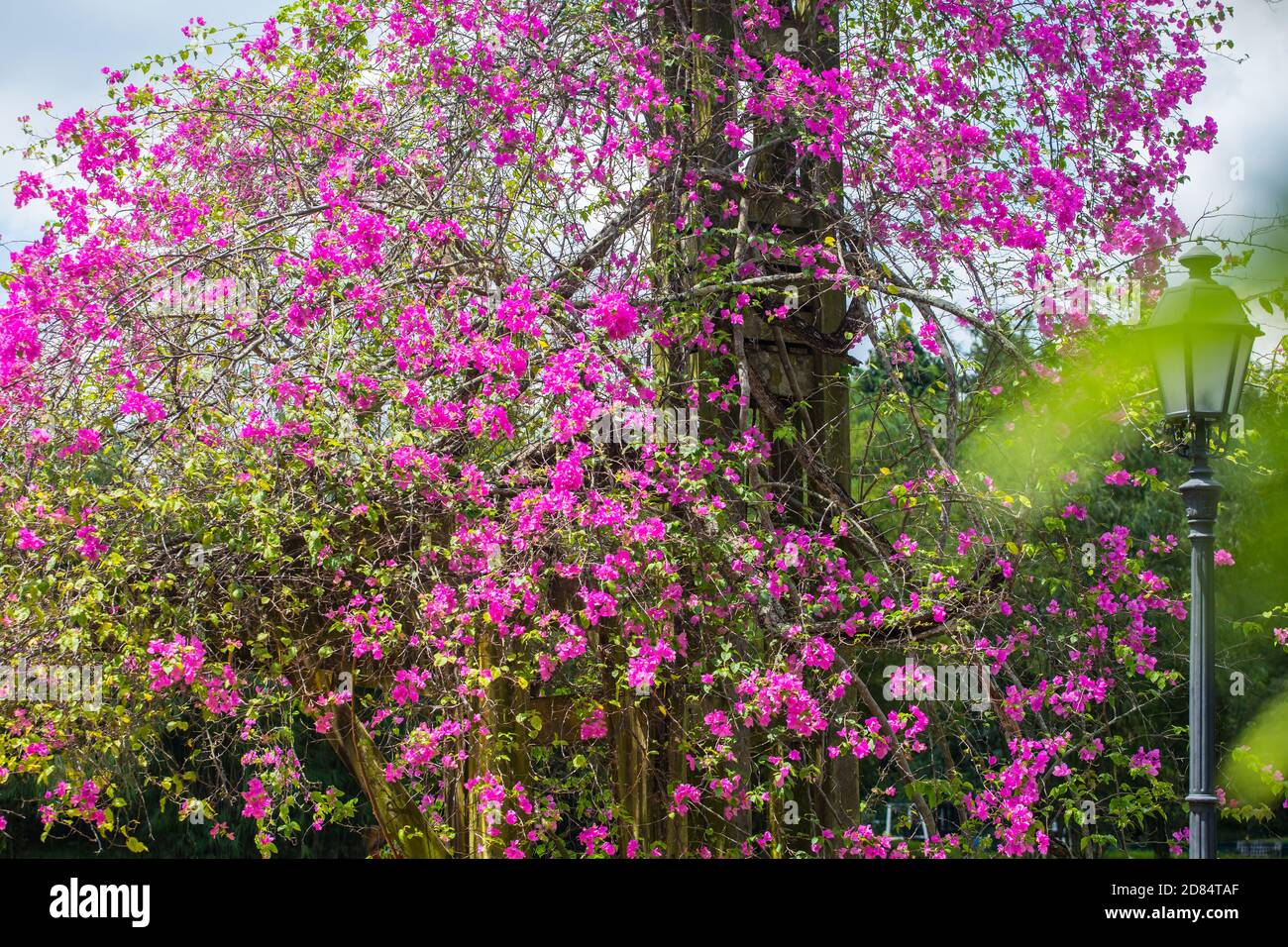 Les magnifiques bougainvilliers sont si beaux dans un jardin extérieur. Singapour Banque D'Images