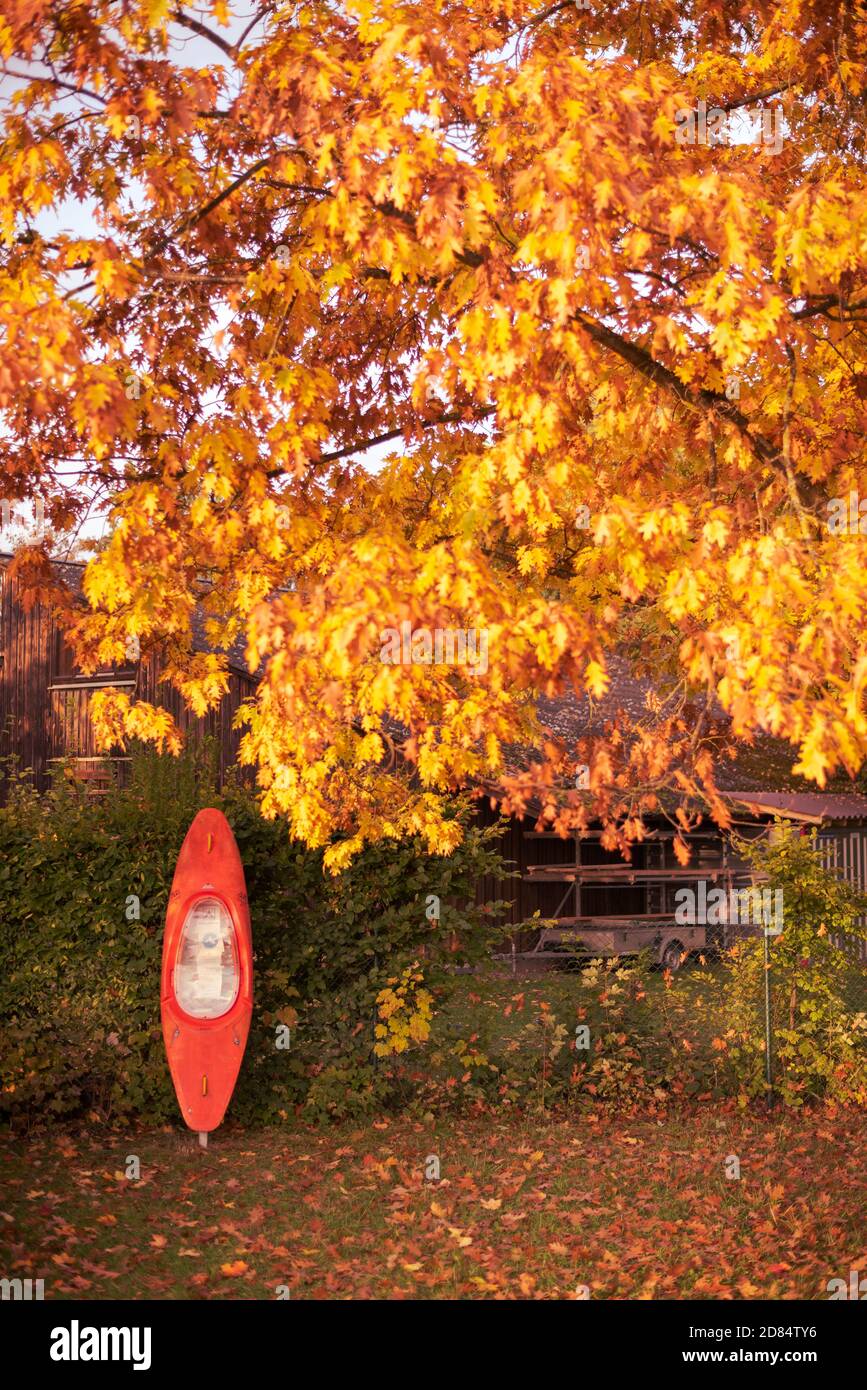 Canot rouge debout incliné vers une clôture sur un golden sunny jour en octobre avec feuillage coloré de feuilles arbre Banque D'Images