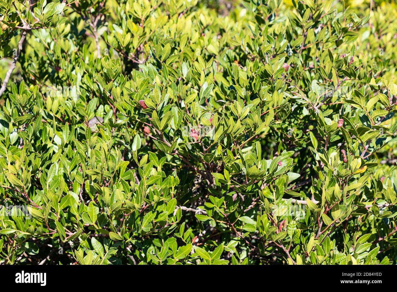 Pistacia lentiscus L, communément appelé lentille ou mastic est un arbuste dioïque à feuilles persistantes ou petit arbre du genre Pistacia, mesurant jusqu'à 4 m de haut Banque D'Images