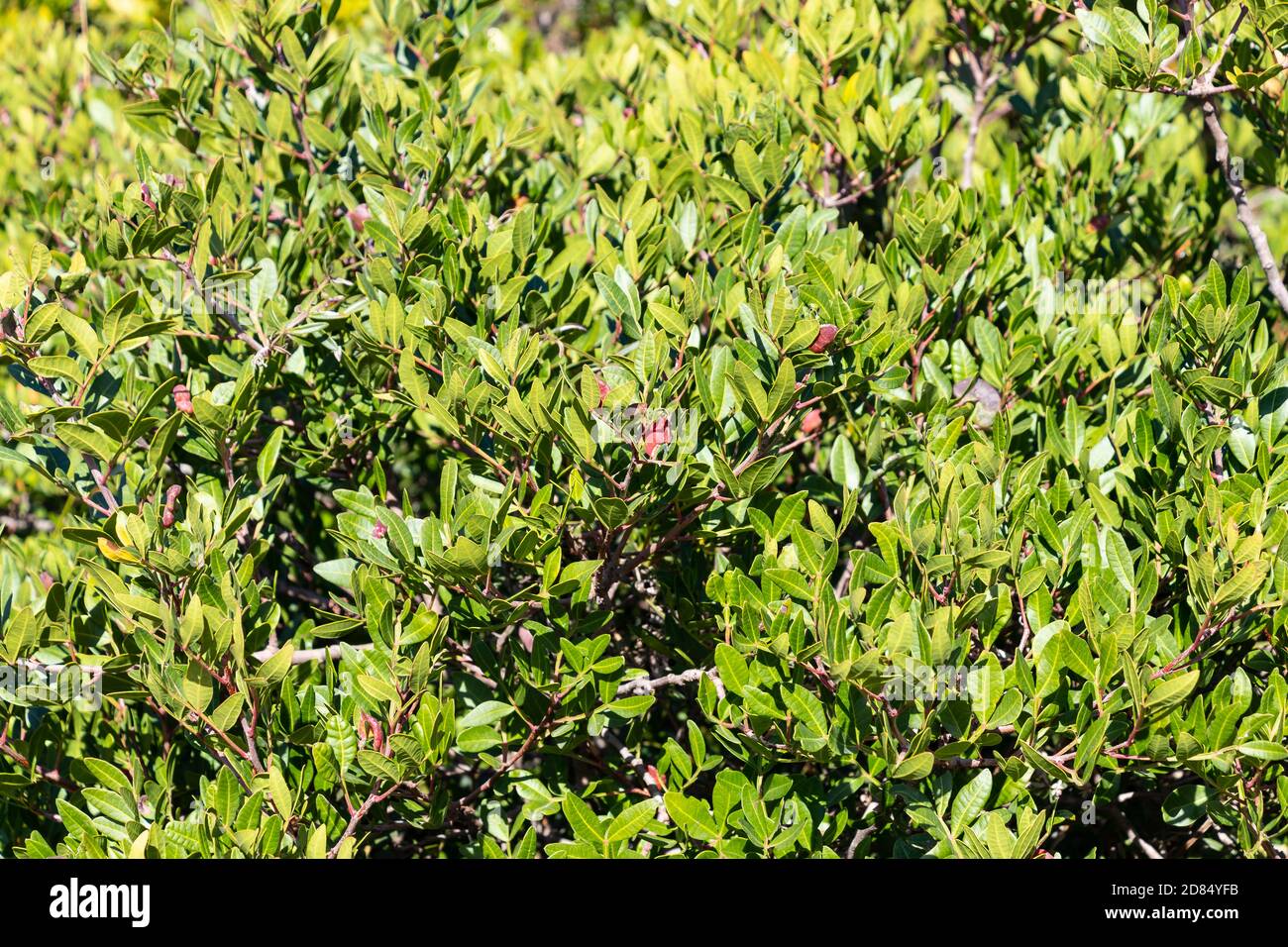 Pistacia lentiscus L, communément appelé lentille ou mastic est un arbuste dioïque à feuilles persistantes ou petit arbre du genre Pistacia, mesurant jusqu'à 4 m de haut Banque D'Images