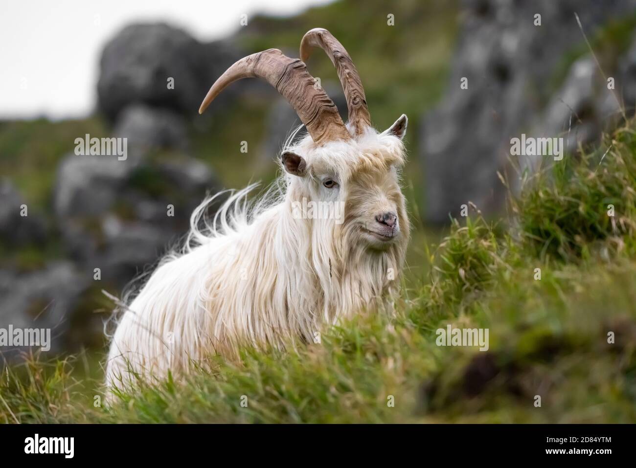 Un Goat de Cachemire isolé se greffe sur les prairies de la Grande Orme à Llandudno, au nord du pays de Galles. Le promontoire abrite environ 200 chèvres sauvages en liberté. Banque D'Images