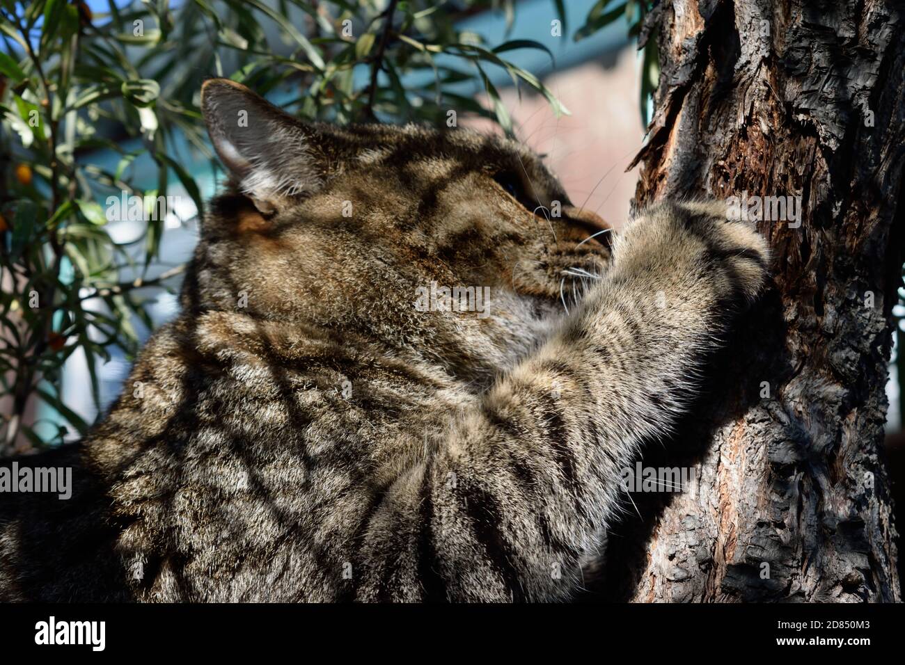 Tabby Cat escalade un grand arbuste Sea-Buckthorn Banque D'Images