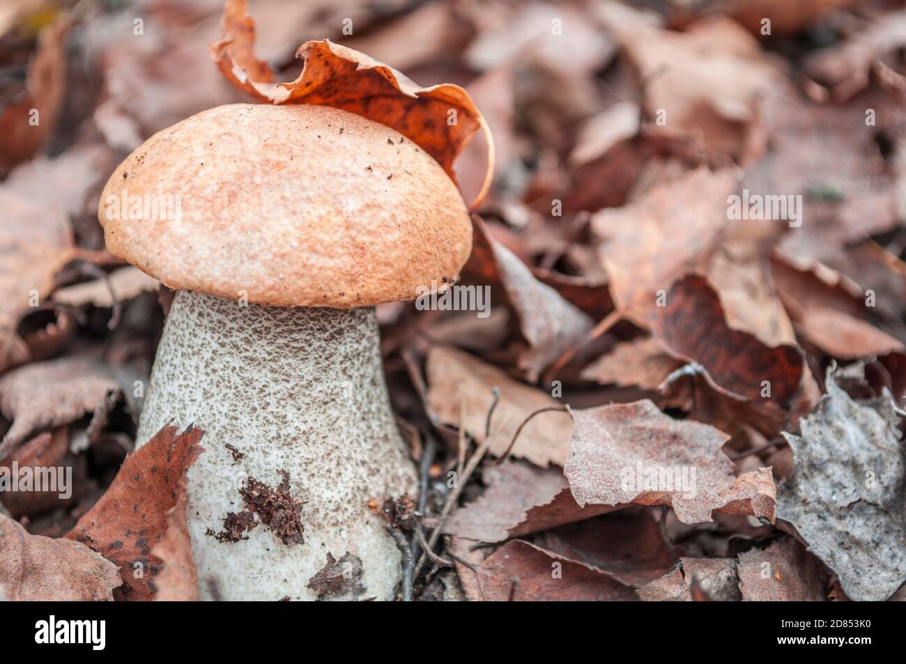 Un champignon de bouleau avec un capuchon orange dans un déchu feuille d'arbre sèche Banque D'Images