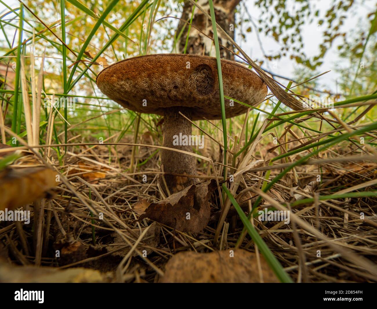 Champignon appelé leccinum, étable, dans l'environnement naturel. Mise au point sélective Banque D'Images