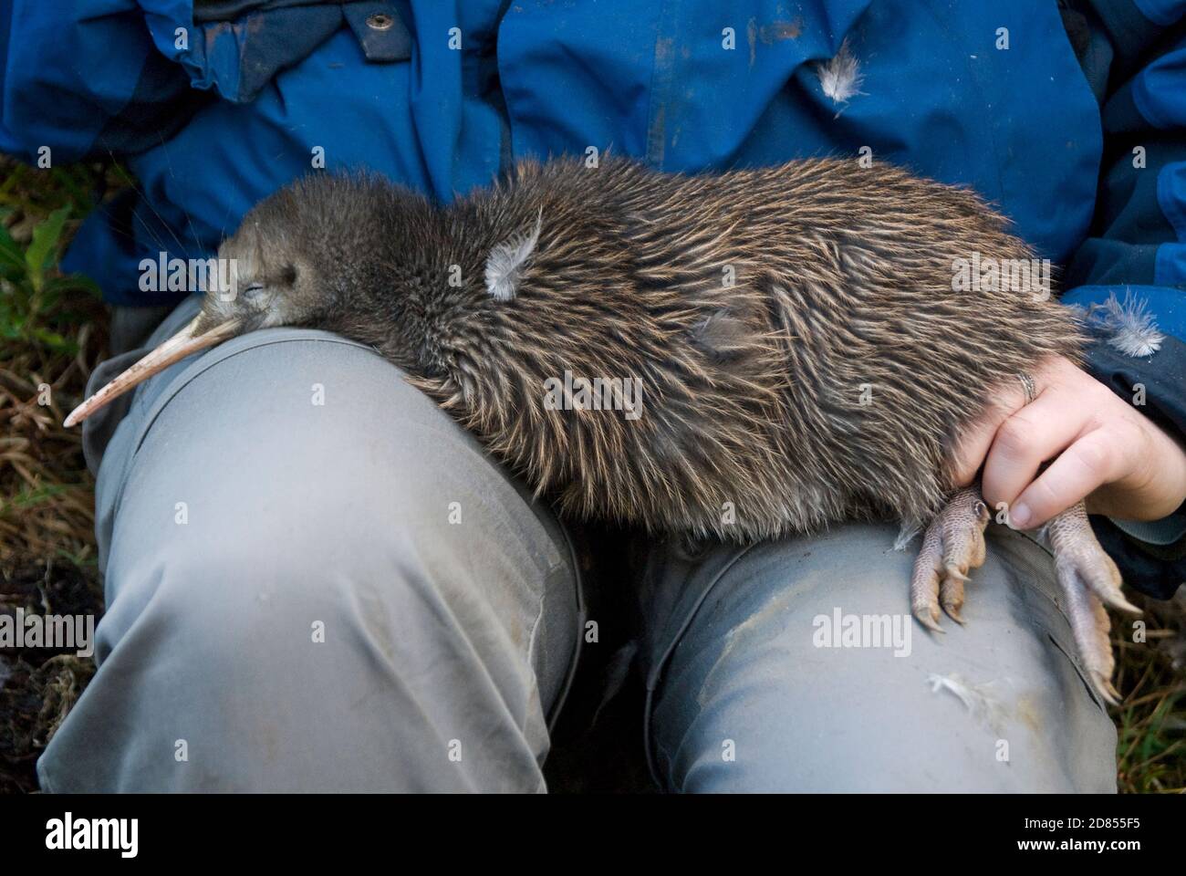 Conservation et recherche du kiwi brun, île du Nord, Nouvelle-Zélande. Le  biologiste bénévole Megan Whittaker tient le kiwi capturé pour tenir  l'émetteur radio Photo Stock - Alamy