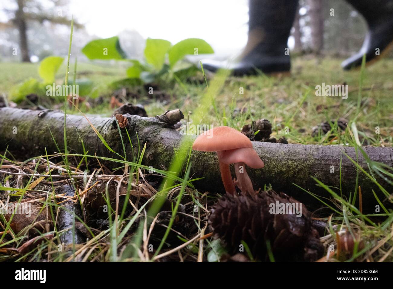 Alimentation dans la forêt en portant des bottes wellington, des champignons qui poussent dans l'index. New Forest, Hampshire, Angleterre, Royaume-Uni Banque D'Images
