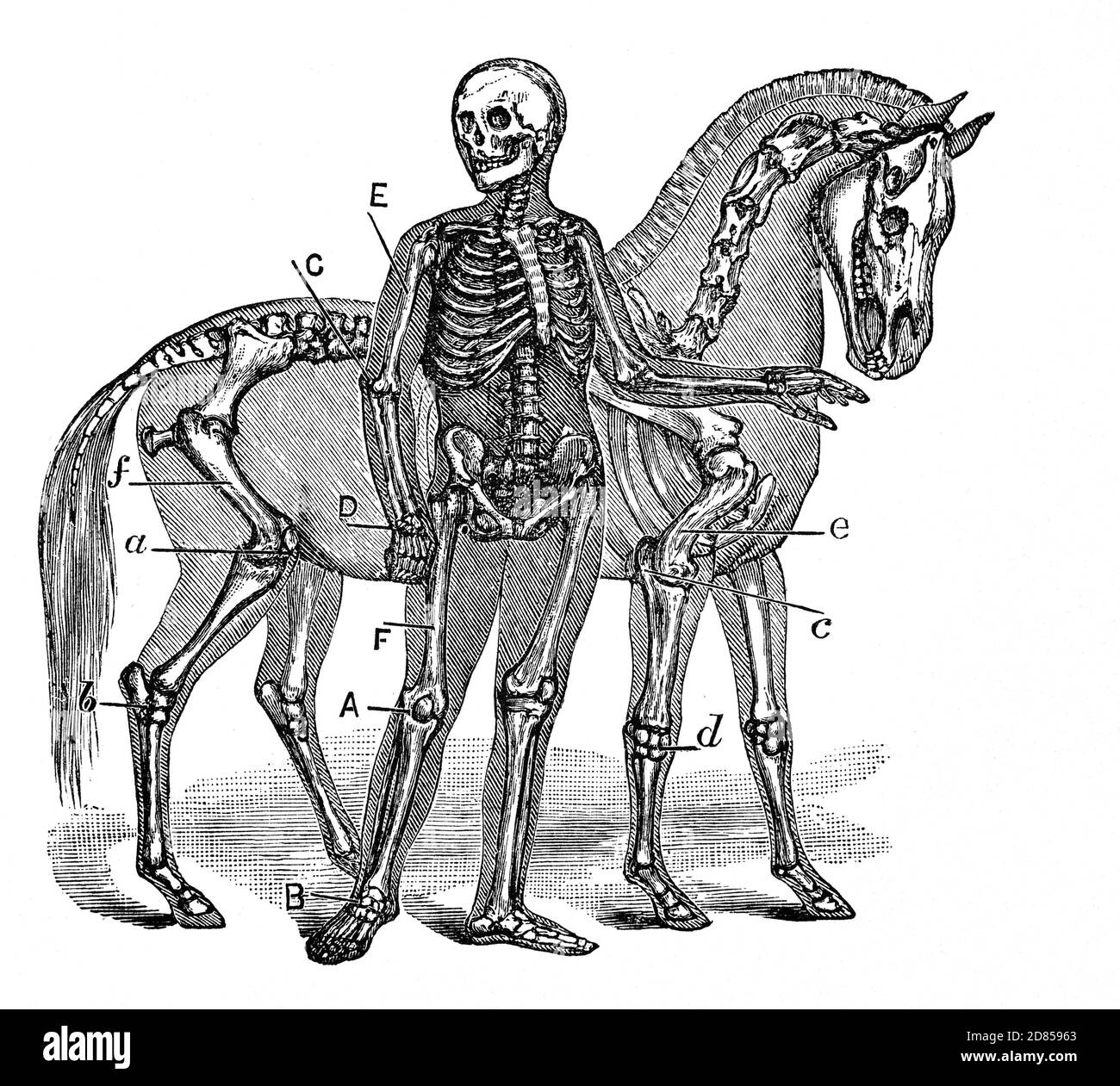 Une représentation au XIXe siècle des squelettes de l'homme et du cheval : l'illustration montre les termes équins entre parenthèses. R. Genou (stifle); B. cheville (Hock); C. coude; D. poignet (genou); E, Humerus; F. Fémur Banque D'Images