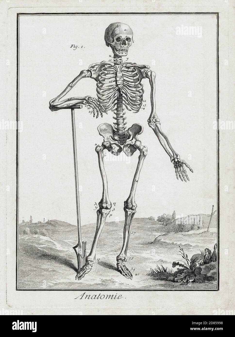 Anatomie - gravure de squelette - de Humani Corporis Fabrica (sur le tissu du corps humain) 1543 par Andreas Vesalius. Banque D'Images