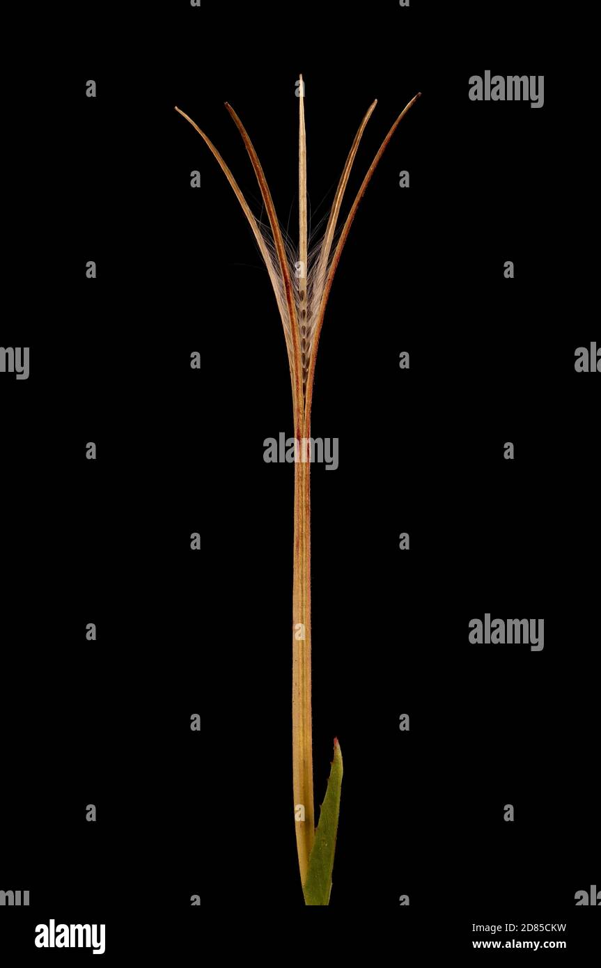 Marais Willowherb (Epilobium palustre). Gros plan sur les fruits Banque D'Images