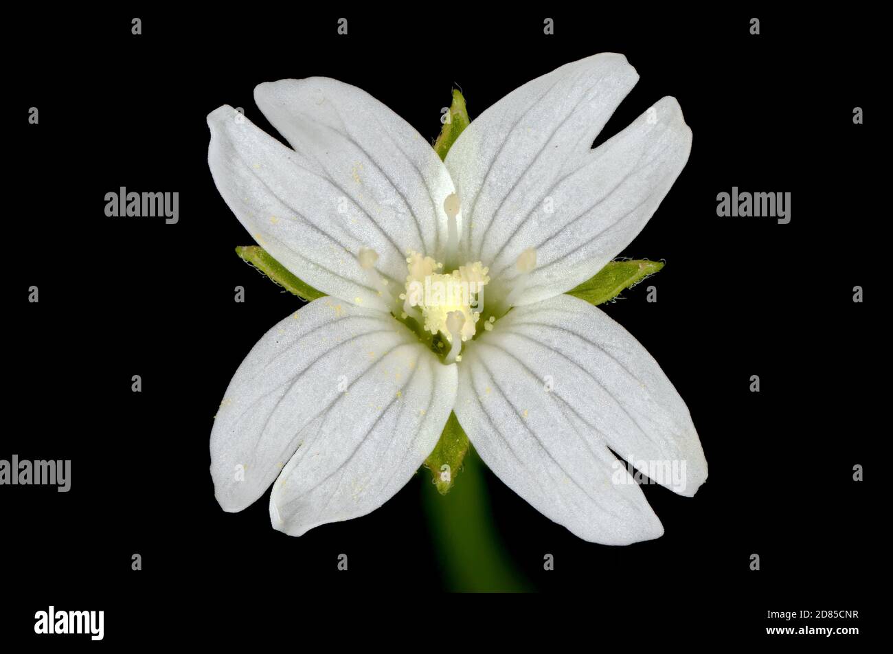 Marais Willowherb (Epilobium palustre). Gros plan sur les fleurs Banque D'Images