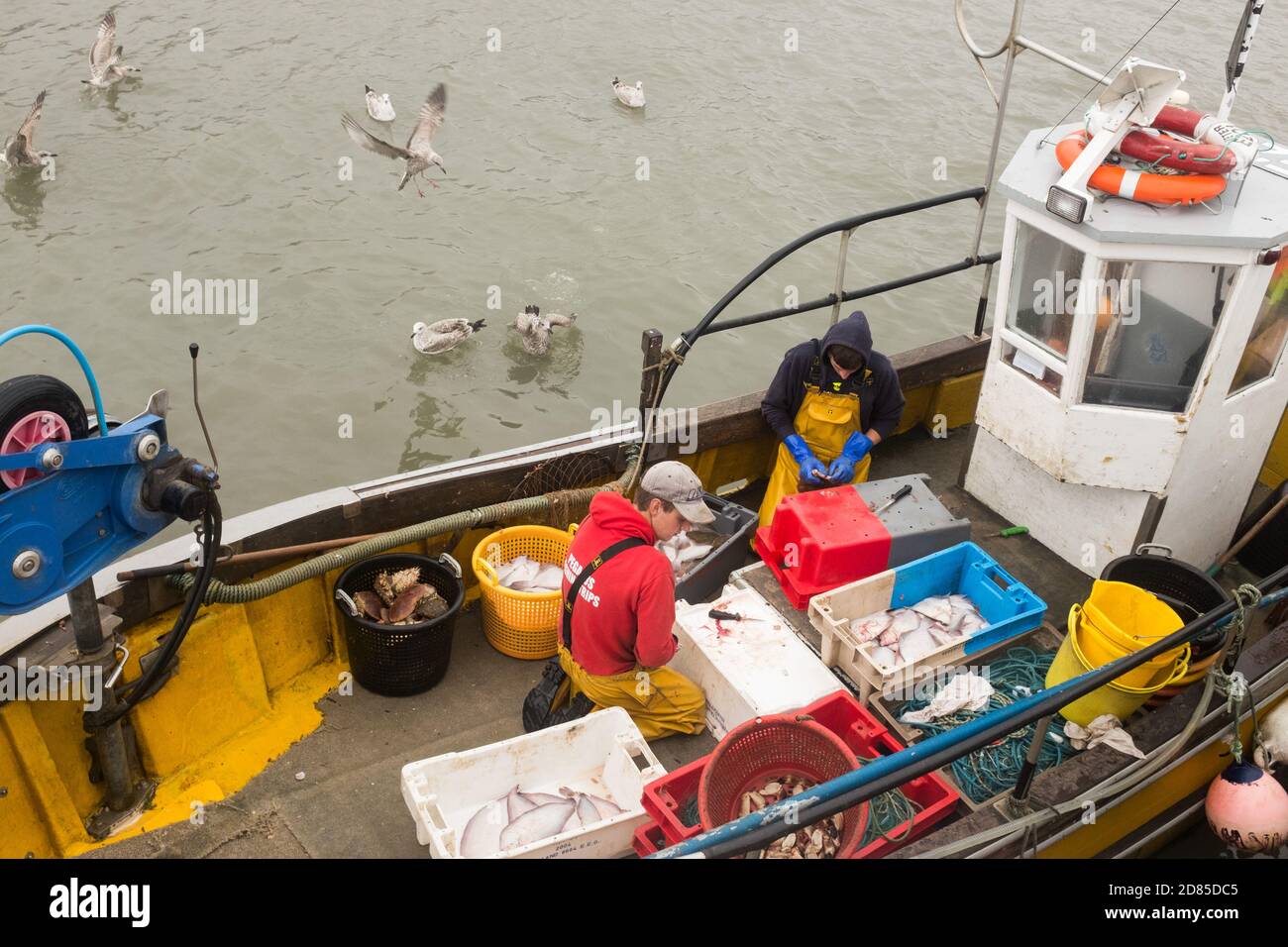 Pêcheurs préparant la prise du jour sur le pont de leur bateau tout en étant entouré par les mouettes affamées, Lyme Regis, Dorset, Angleterre, Royaume-Uni. Banque D'Images