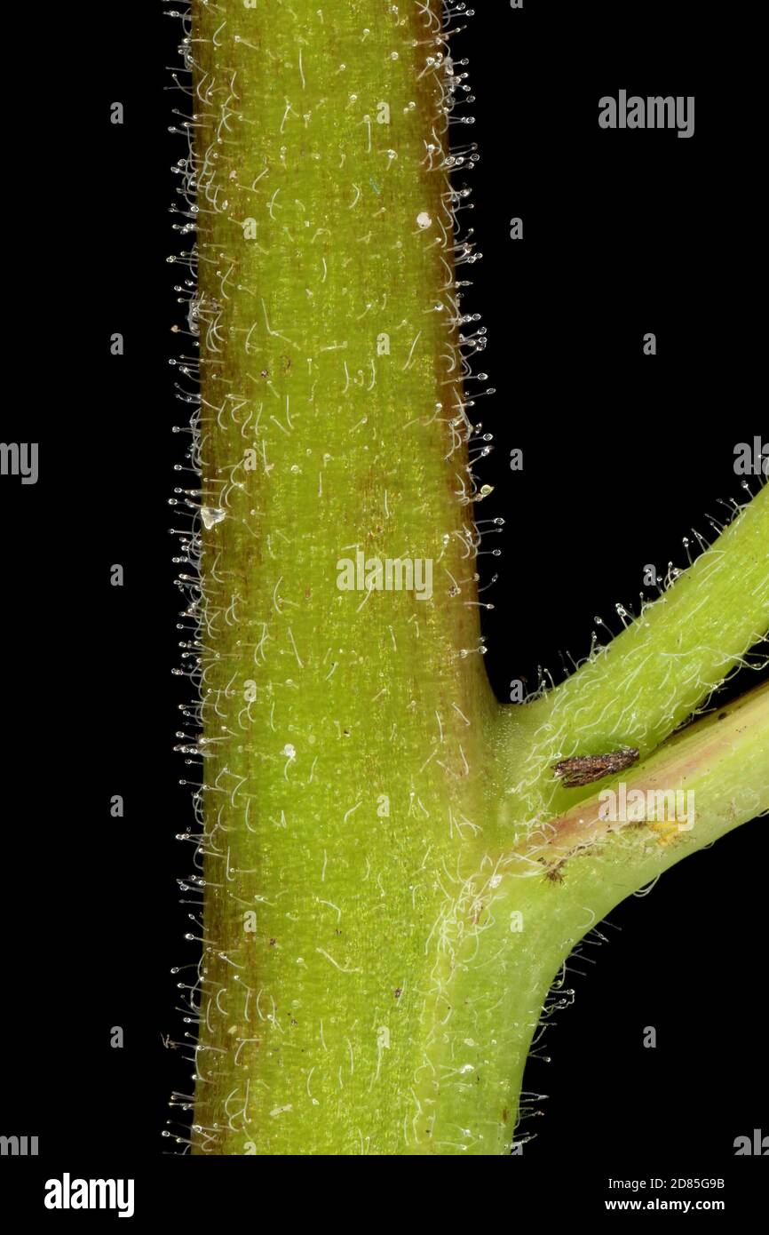 Marais Willowherb (Epilobium palustre). Gros plan sur la tige et la base des feuilles Banque D'Images