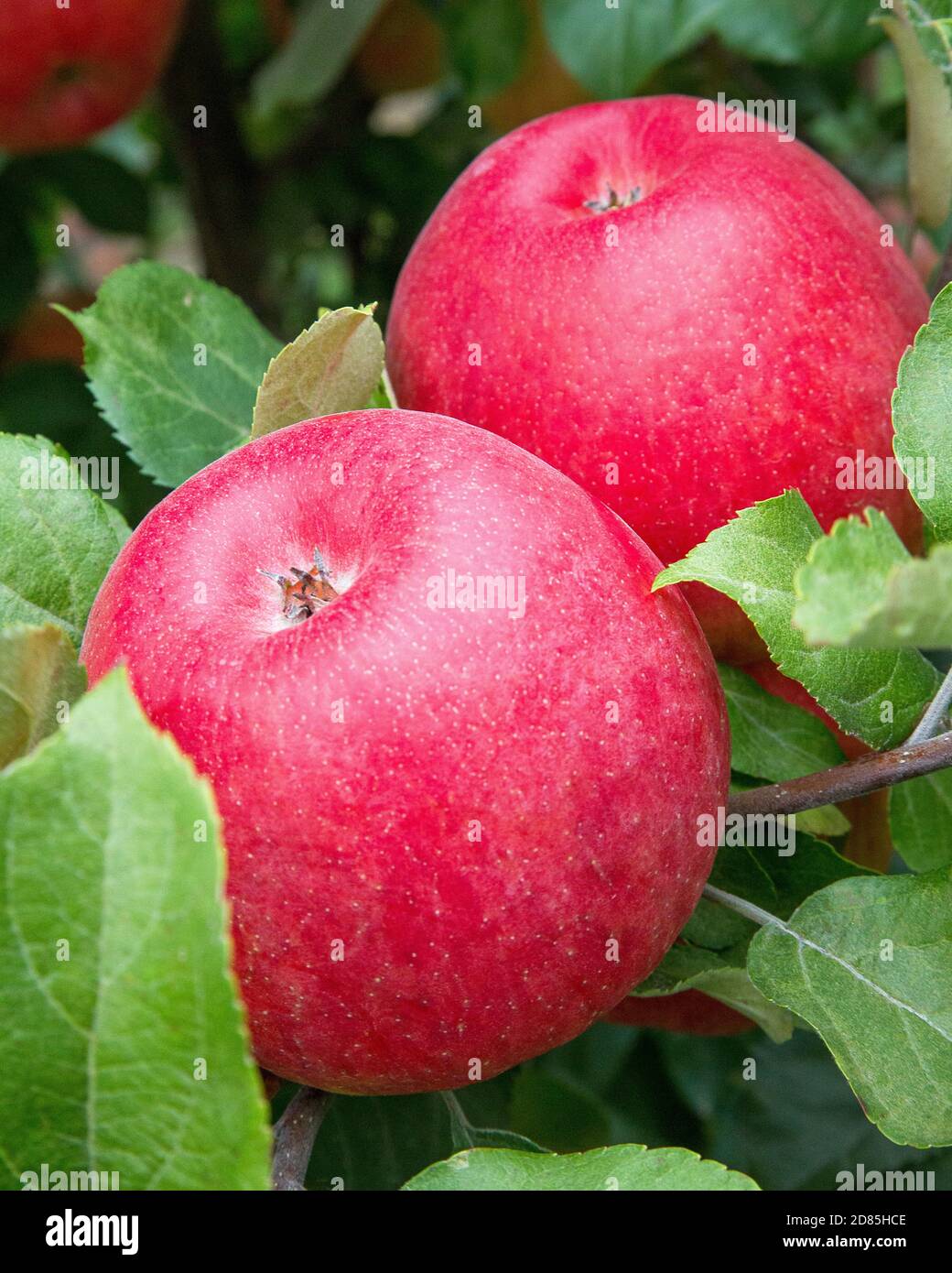 Deux pommes rouges sur l'arbre Banque D'Images