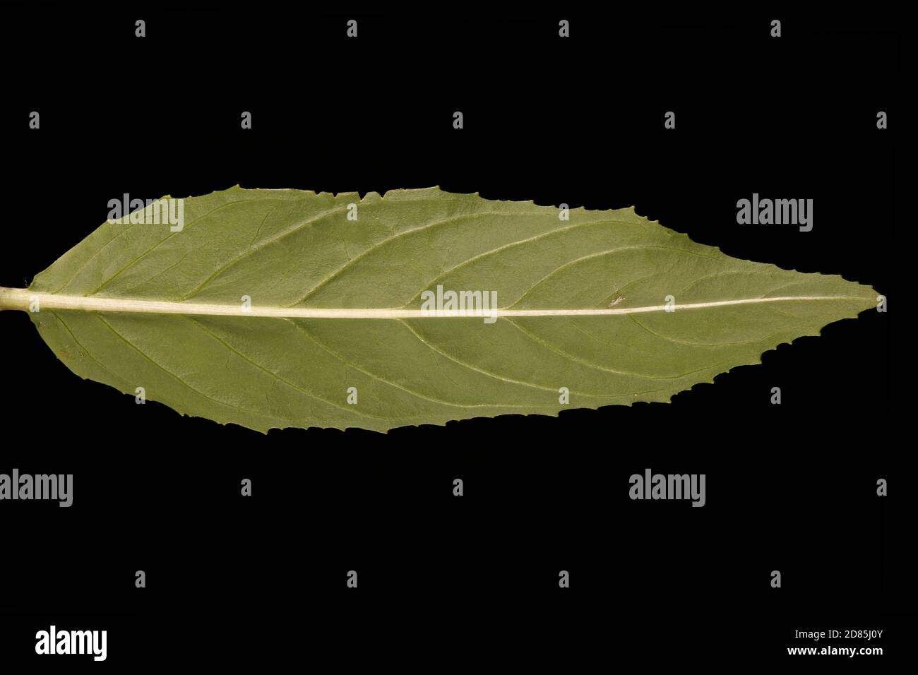 Marais Willowherb (Epilobium palustre). Gros plan des lames Banque D'Images