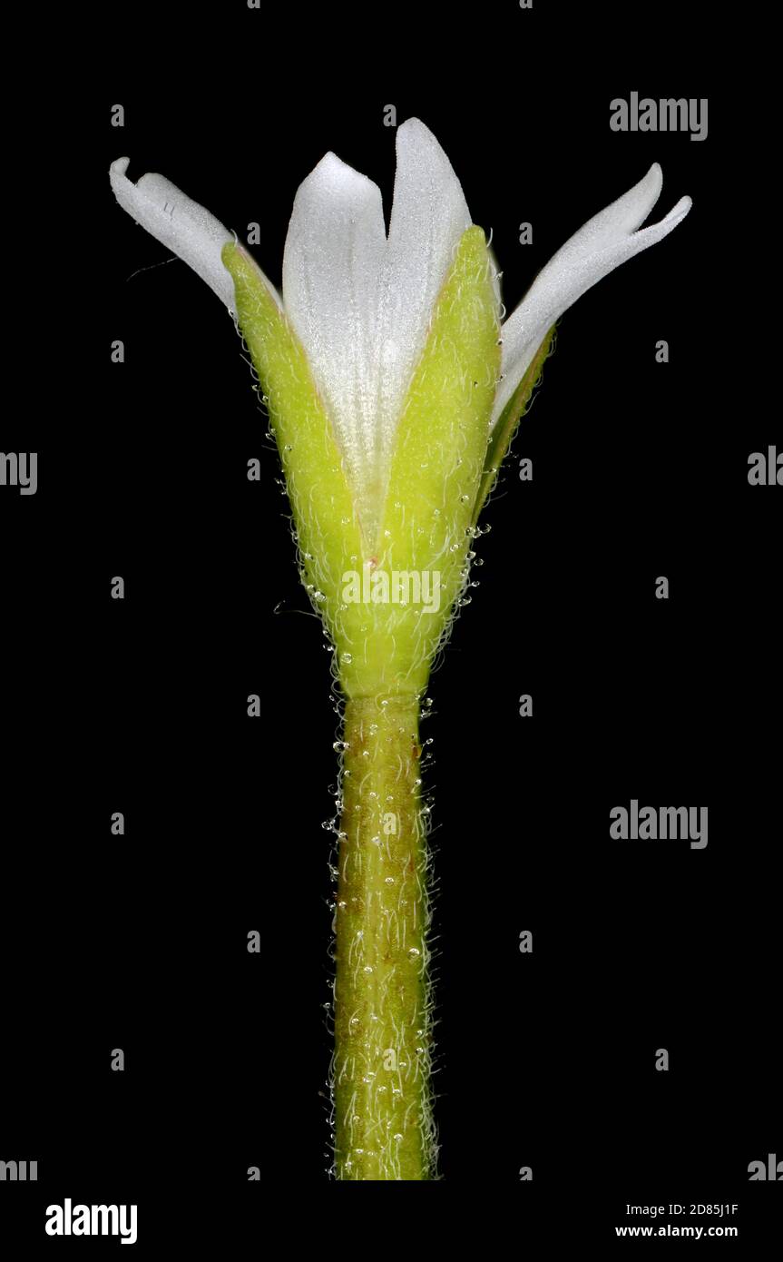 Marais Willowherb (Epilobium palustre). Gros plan sur les fleurs Banque D'Images