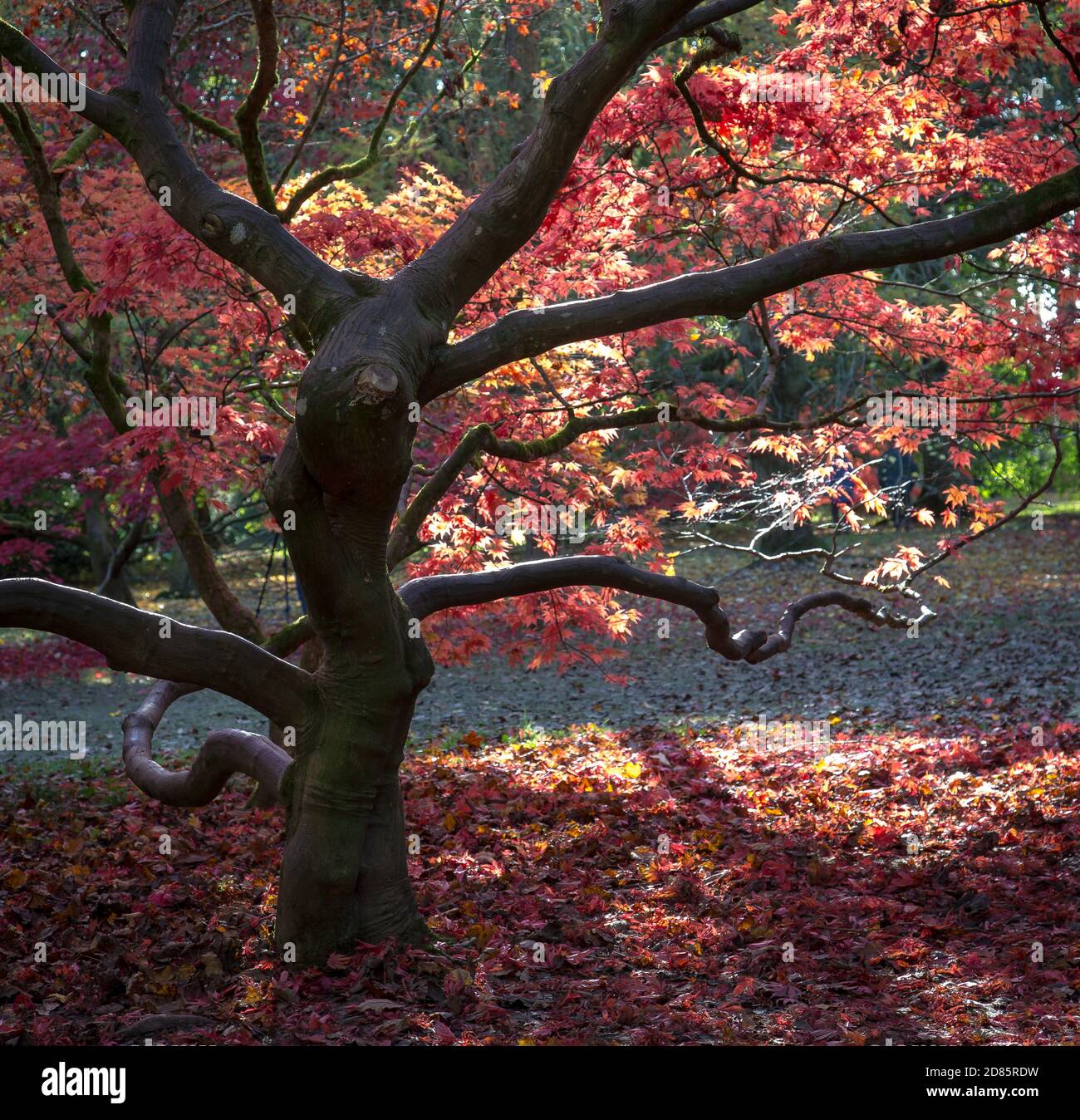 La couleur des feuilles automnales sur les arbres de l'Arboretum de Batsford. Banque D'Images