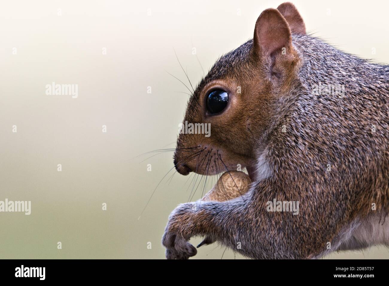 Écureuil gris sauvage de l'est (Sciurus carolinensis) mangeant une gousse d'arachide, Arachis hypogaea Banque D'Images