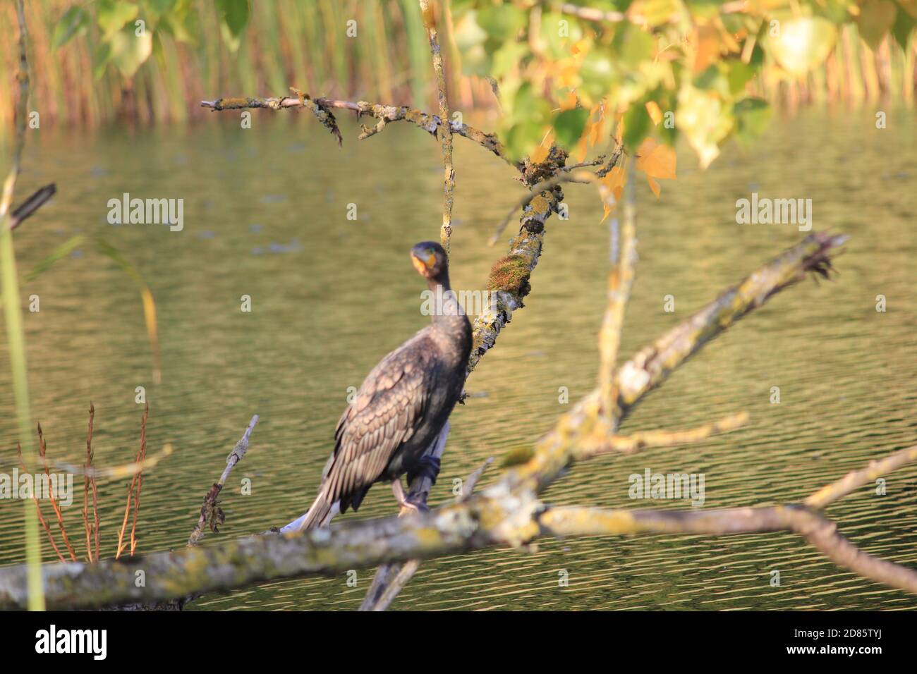 Cormoran Banque D'Images