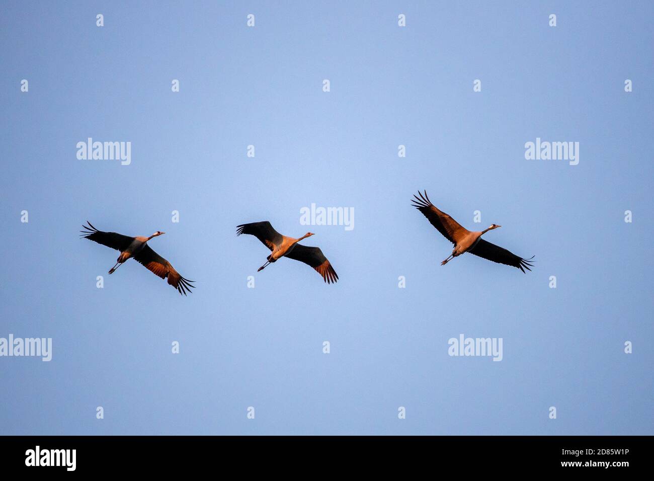 Linum, Allemagne. 10 octobre 2020. Un troupeau de grues vole à son roost dans la soirée. La zone autour de Linum est considérée comme l'un des plus grands endroits de repos de grue en Europe. Jusqu'à 80000 oiseaux ont déjà été dénombrés ici en automne. Crédit: Ingolf König-Jablonski/dpa-Zentralbild/ZB/dpa/Alay Live News Banque D'Images